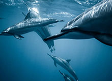 CBA-胡金秋22分 上海99-77广厦豪取7连胜